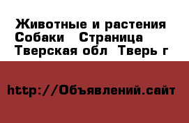 Животные и растения Собаки - Страница 10 . Тверская обл.,Тверь г.